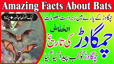 bat meaning in urdu